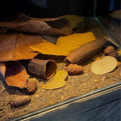 Mélange de Feuilles Naturelles pour Aquarium et Terrarium