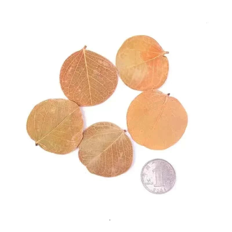 Feuille de Monéta pour Aquarium - Lot de 50 feuilles