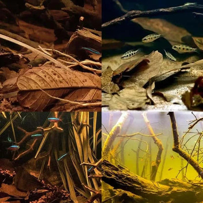 Mélange de Feuilles Naturelles pour Aquarium et Terrarium