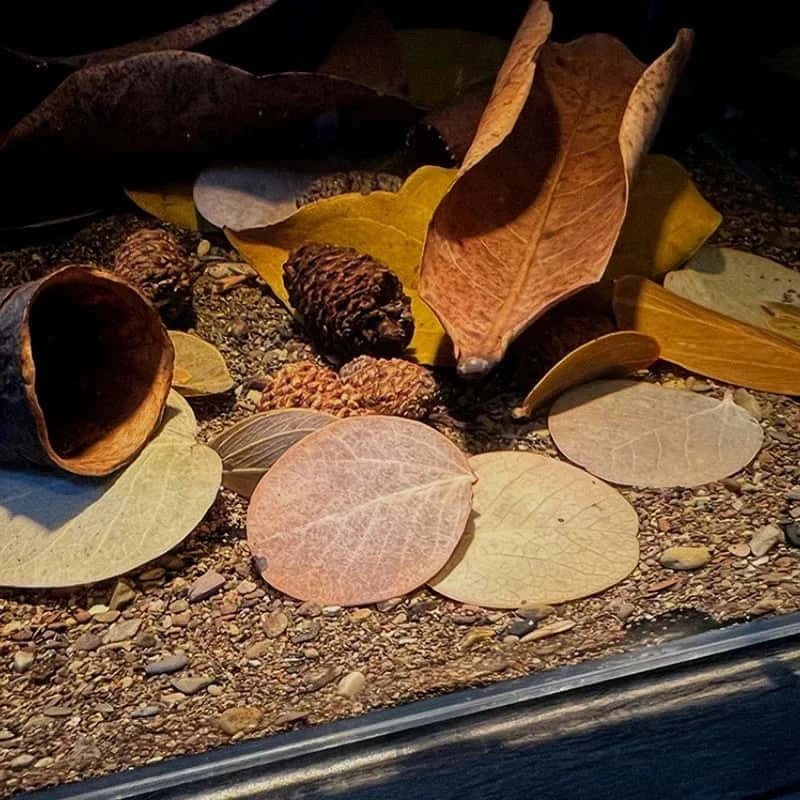 Feuille de Monéta pour Aquarium - Lot de 50 feuilles