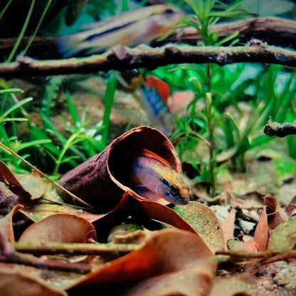 Graine de Jujube pour Aquarium