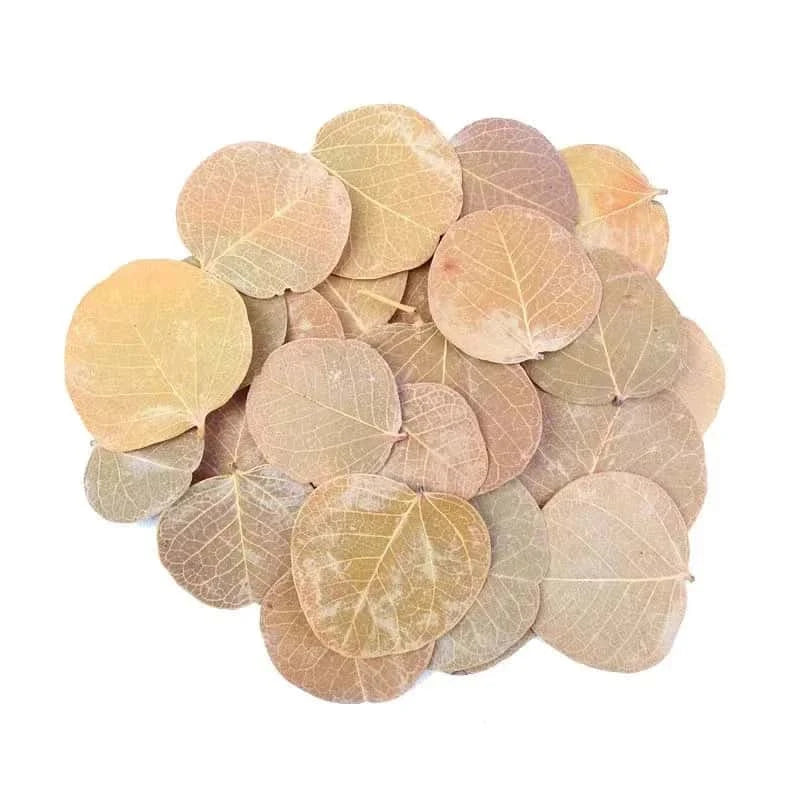 Feuille de Monéta pour Aquarium - Lot de 50 feuilles