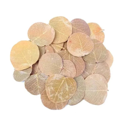 Feuille de Monéta pour Aquarium - Lot de 50 feuilles