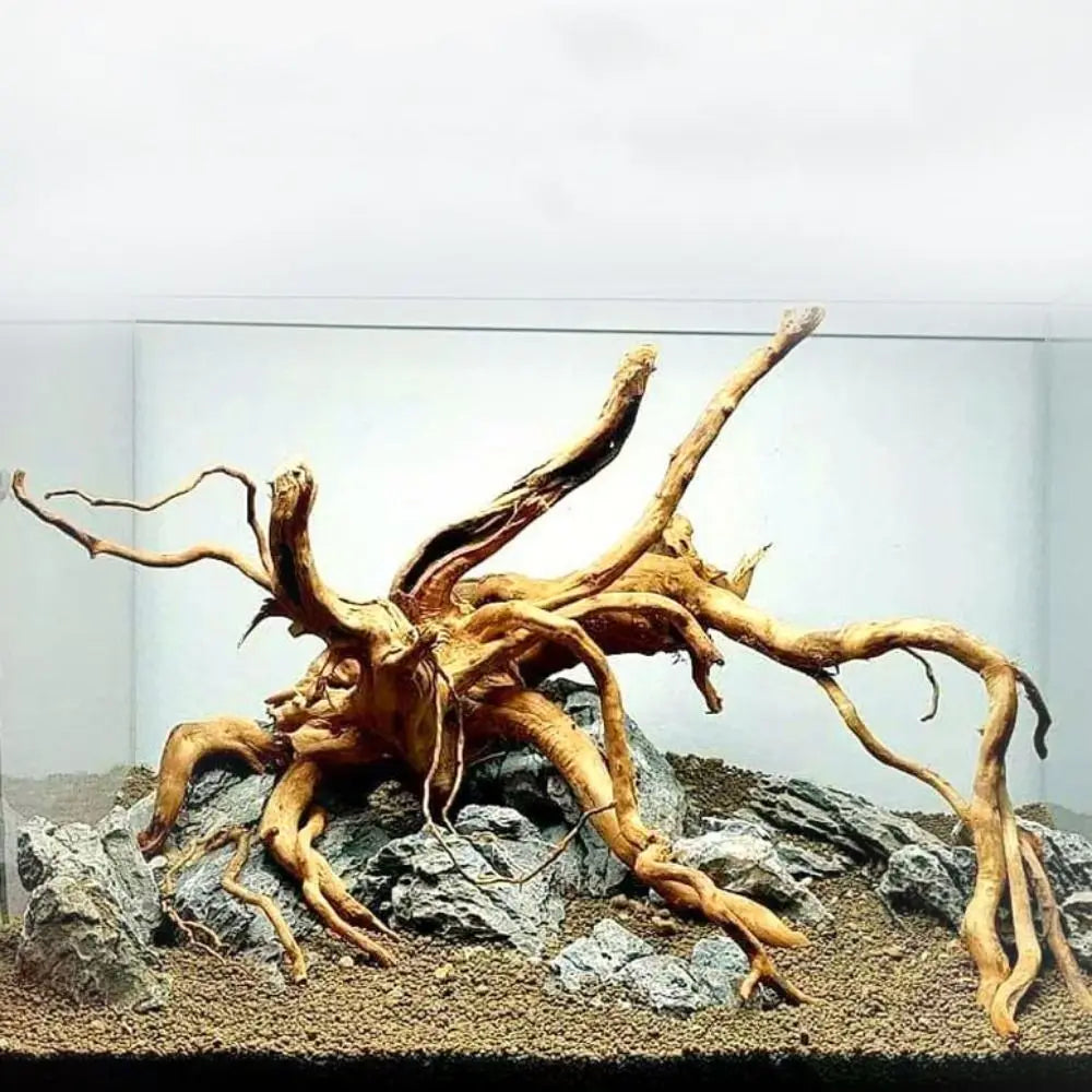 Spider Wood | Racines Naturelles