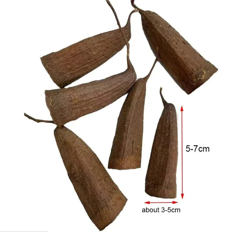 Graine de Jujube pour Aquarium