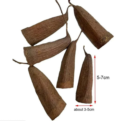 Graine de Jujube pour Aquarium