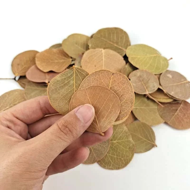 Feuille de Monéta pour Aquarium - Lot de 50 feuilles