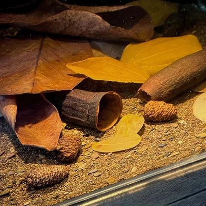 Graine de Jujube pour Aquarium