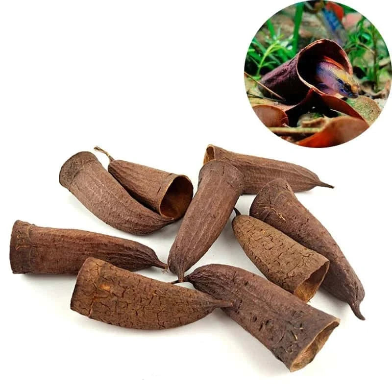 Graine de Jujube pour Aquarium