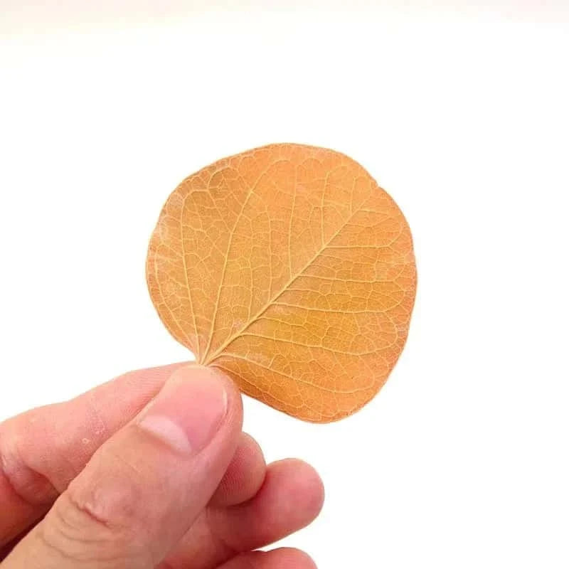 Feuille de Monéta pour Aquarium - Lot de 50 feuilles