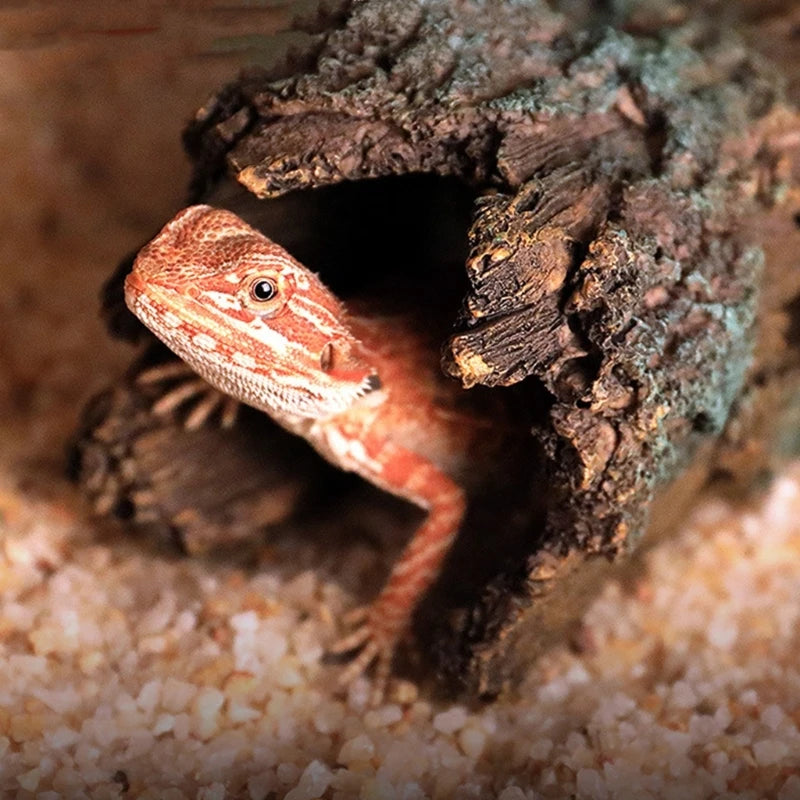 pogona dans Tronc en Résine Réaliste